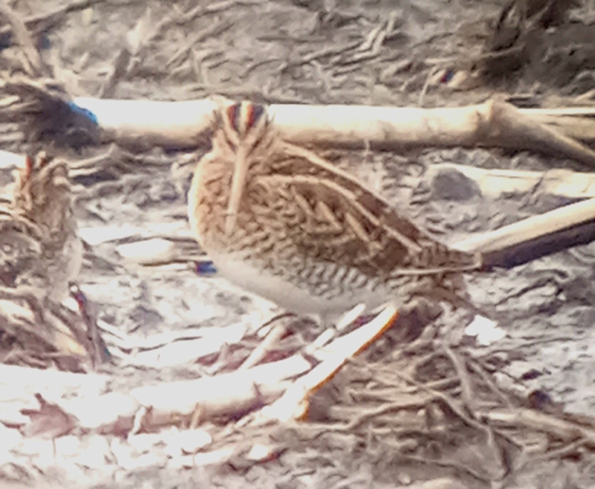 Common/Wilson's Snipe - ML625753711