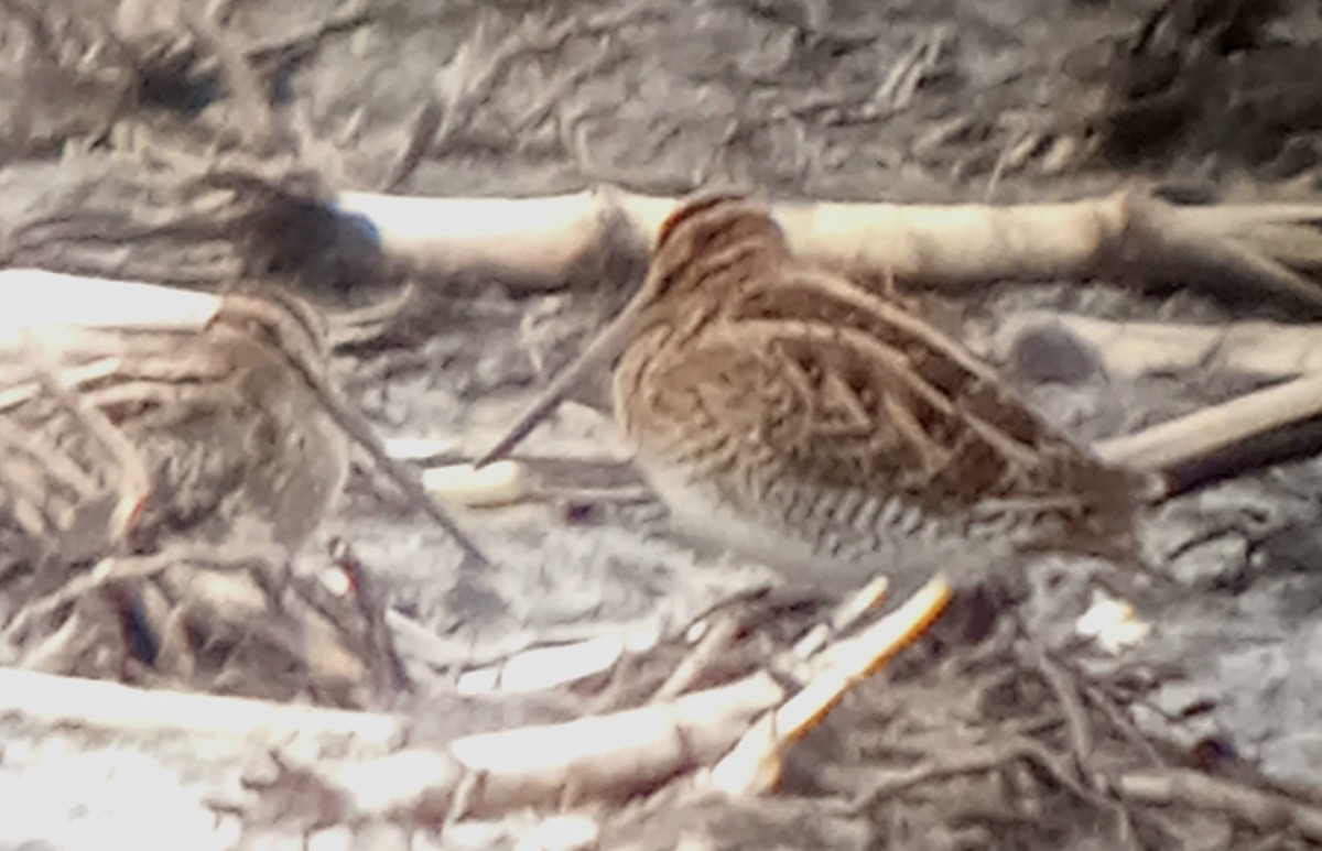 Common/Wilson's Snipe - ML625753727