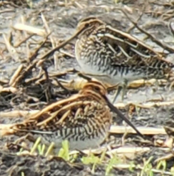 Common/Wilson's Snipe - ML625753733