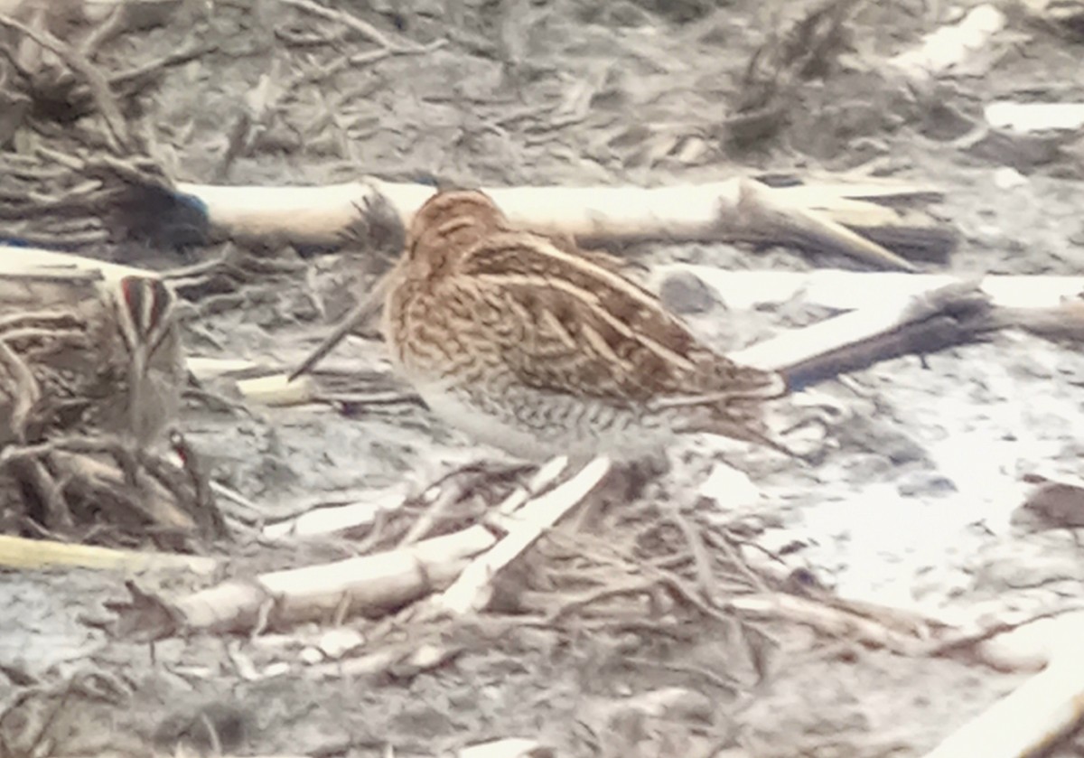 Common/Wilson's Snipe - ML625753746