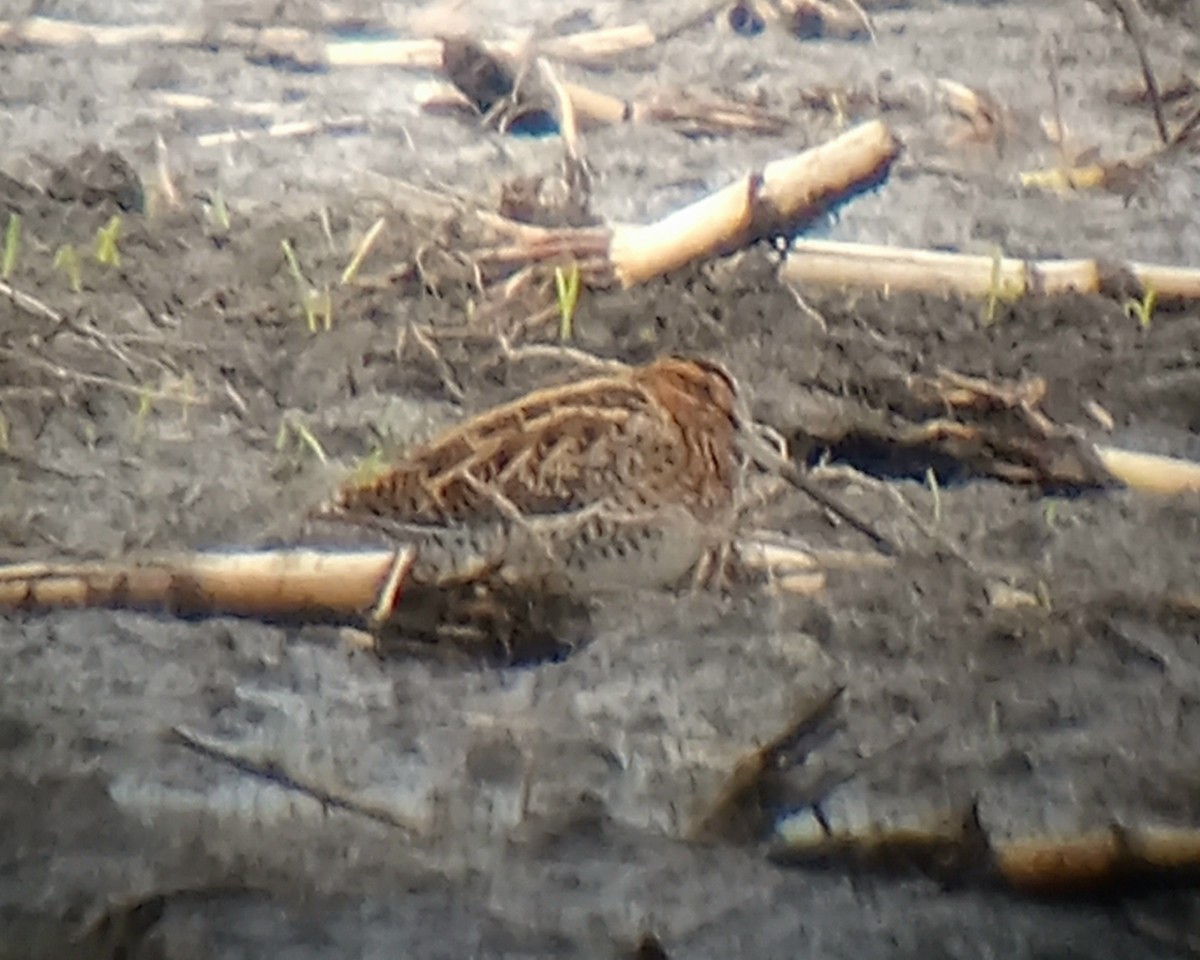 Common/Wilson's Snipe - ML625753750