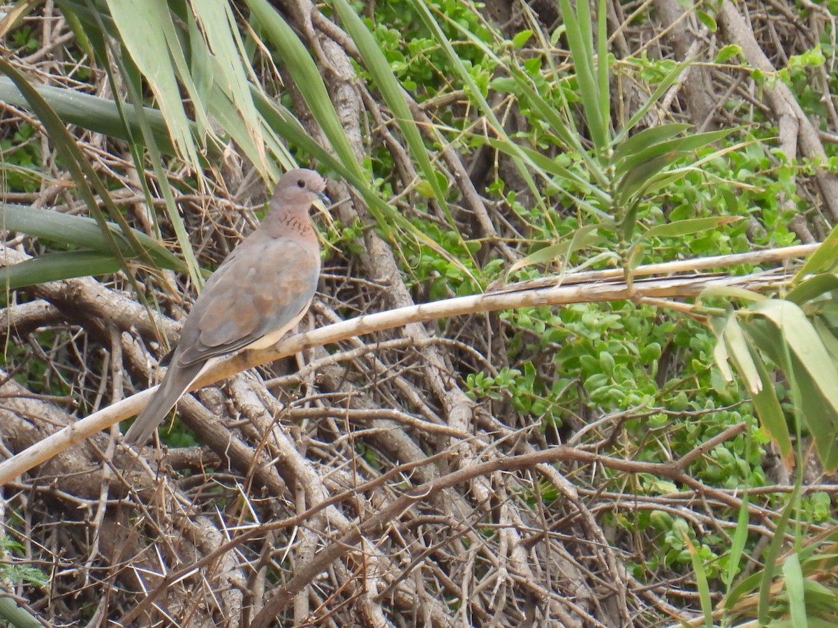 Laughing Dove - ML625753759