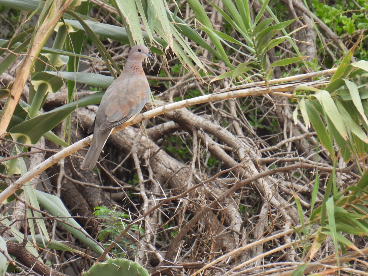 Laughing Dove - ML625753768