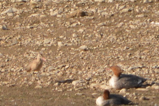 Marbled Godwit - ML625753851