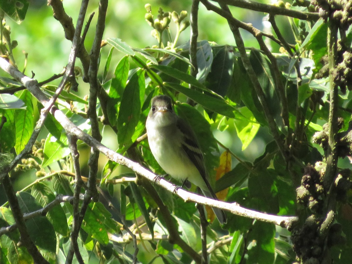 Hammond's Flycatcher - ML625753913