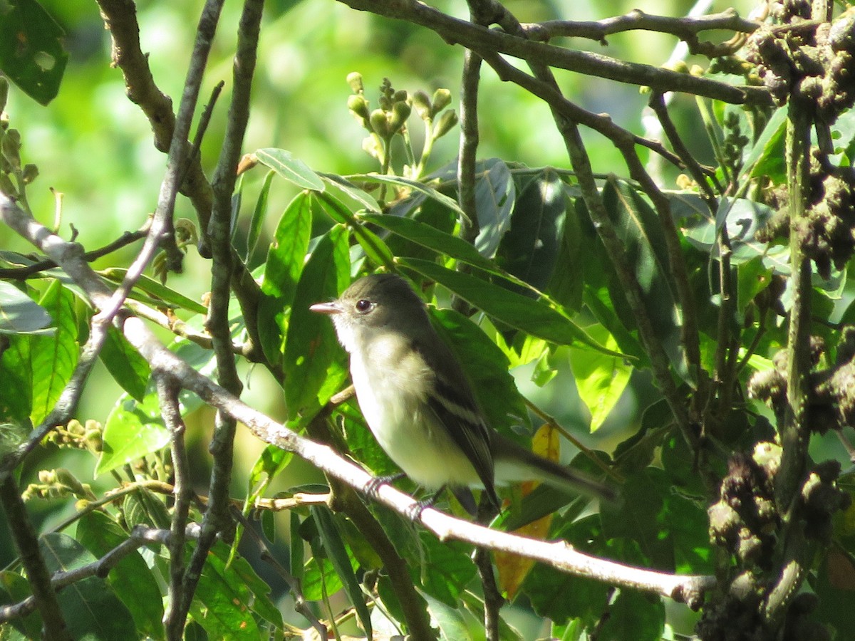 Hammond's Flycatcher - ML625753914