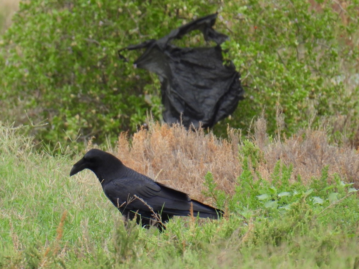 Common Raven - ML625753946