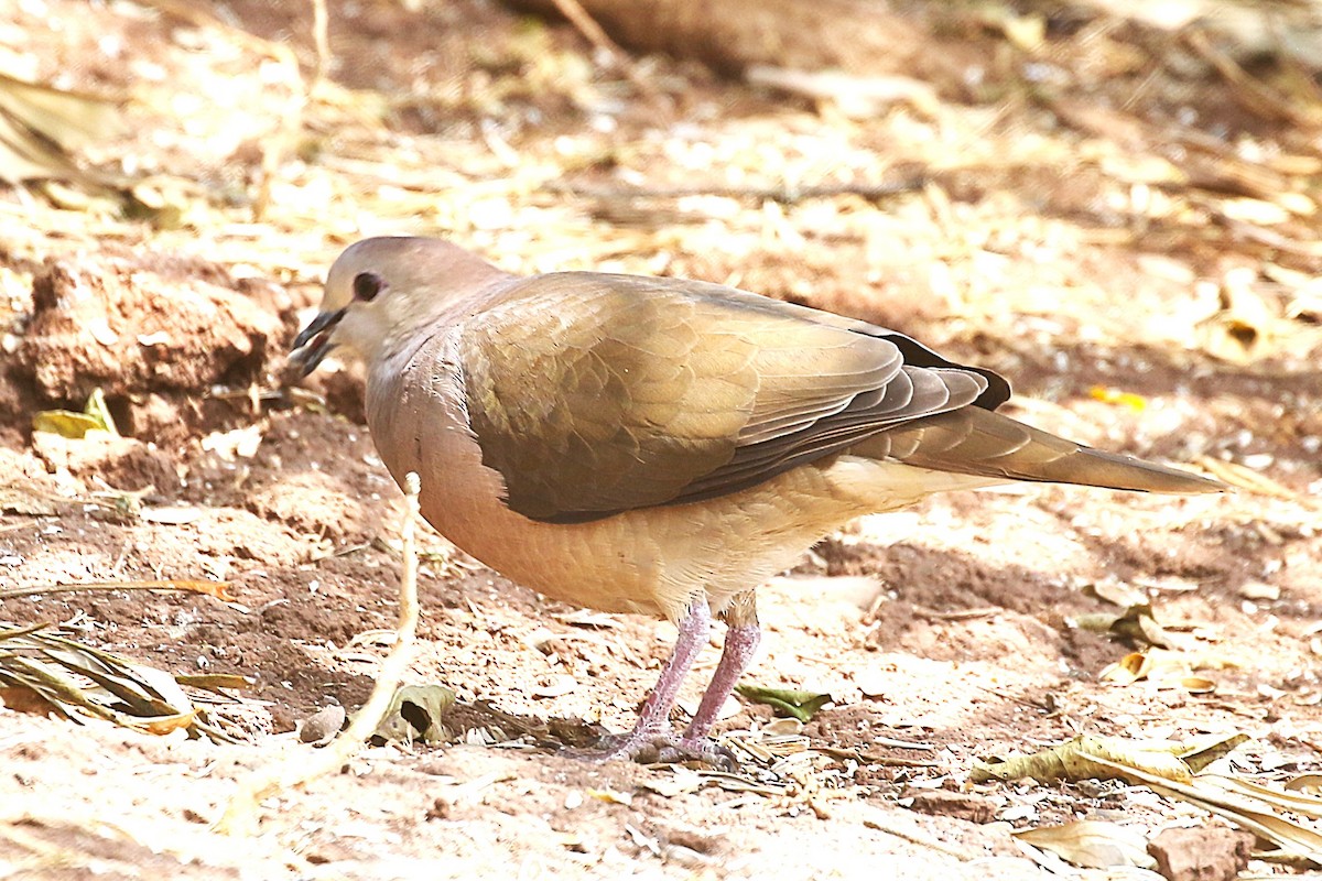 Large-tailed Dove - ML625754276