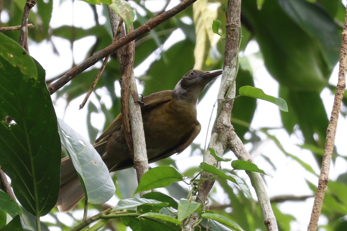 Seram Friarbird - ML625754349