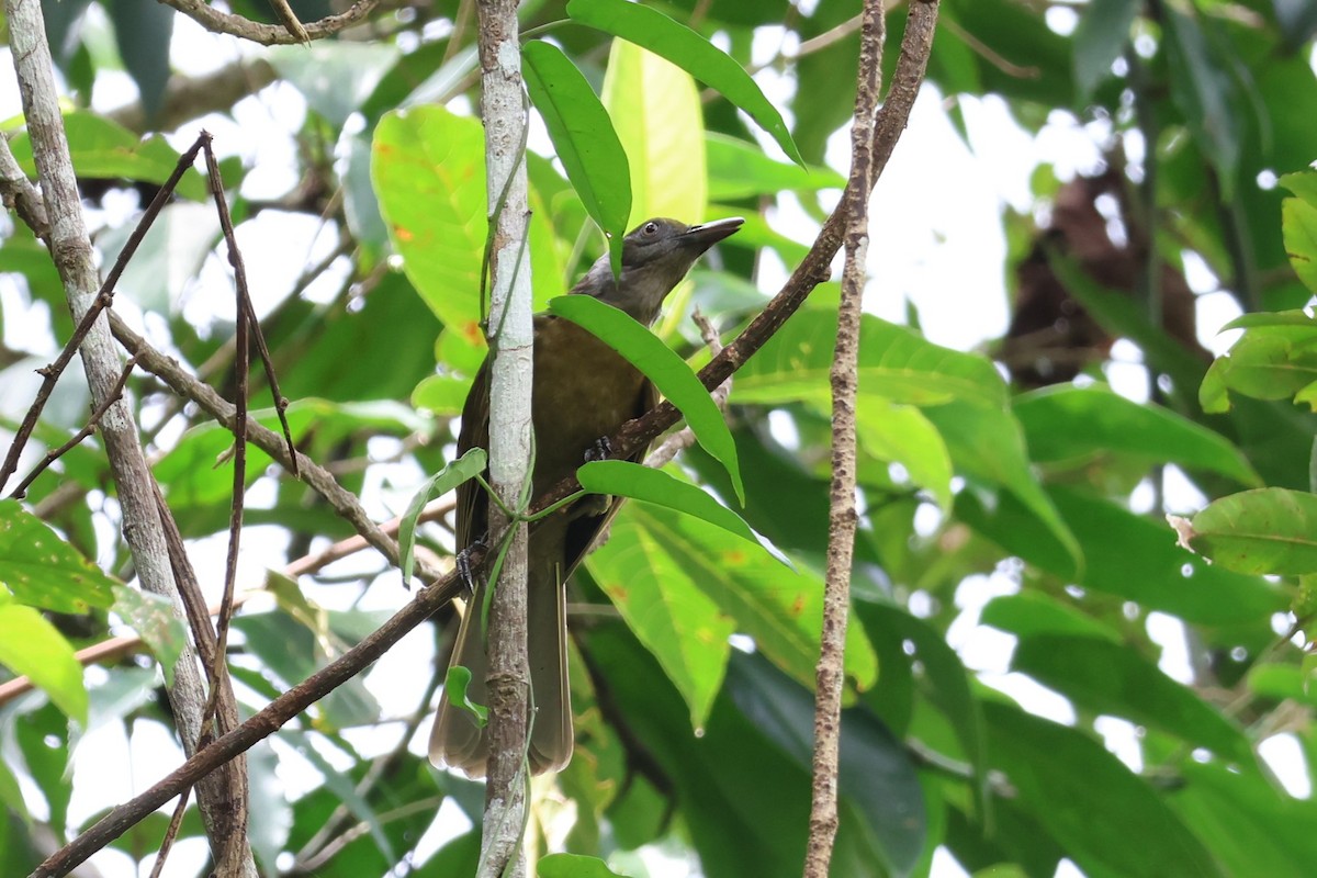 Seram Friarbird - ML625754350