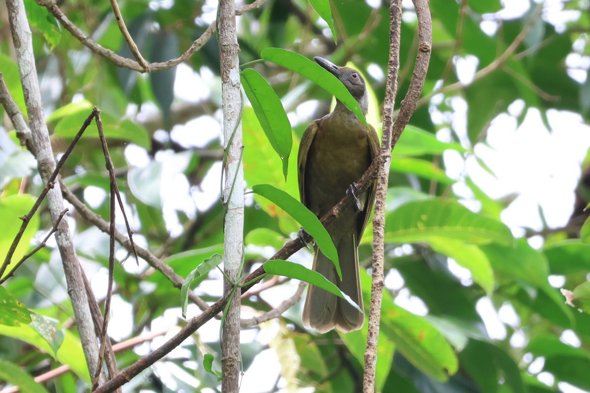 Seram Friarbird - ML625754351