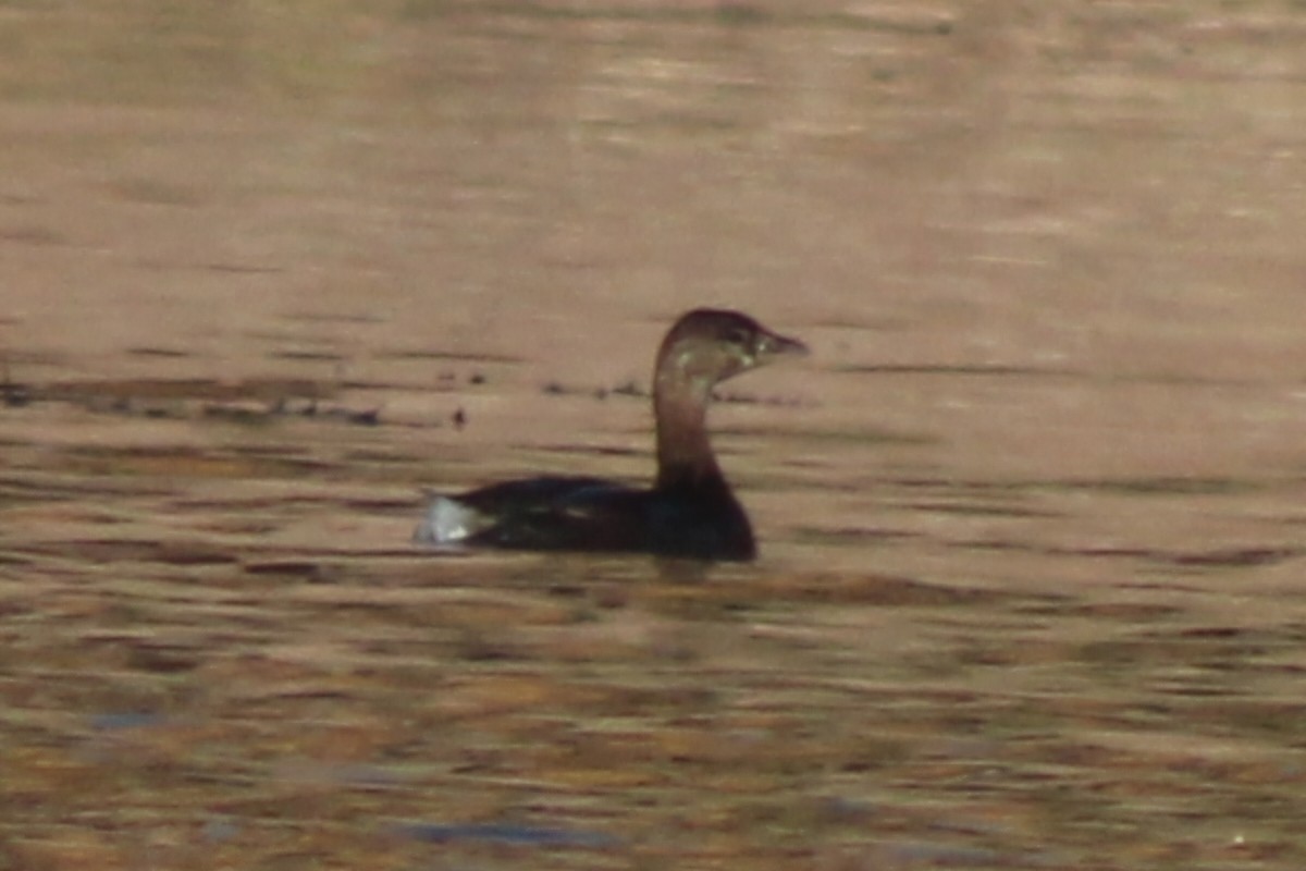 Pied-billed Grebe - ML625754371