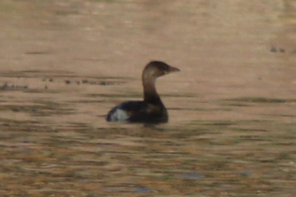 Pied-billed Grebe - ML625754383