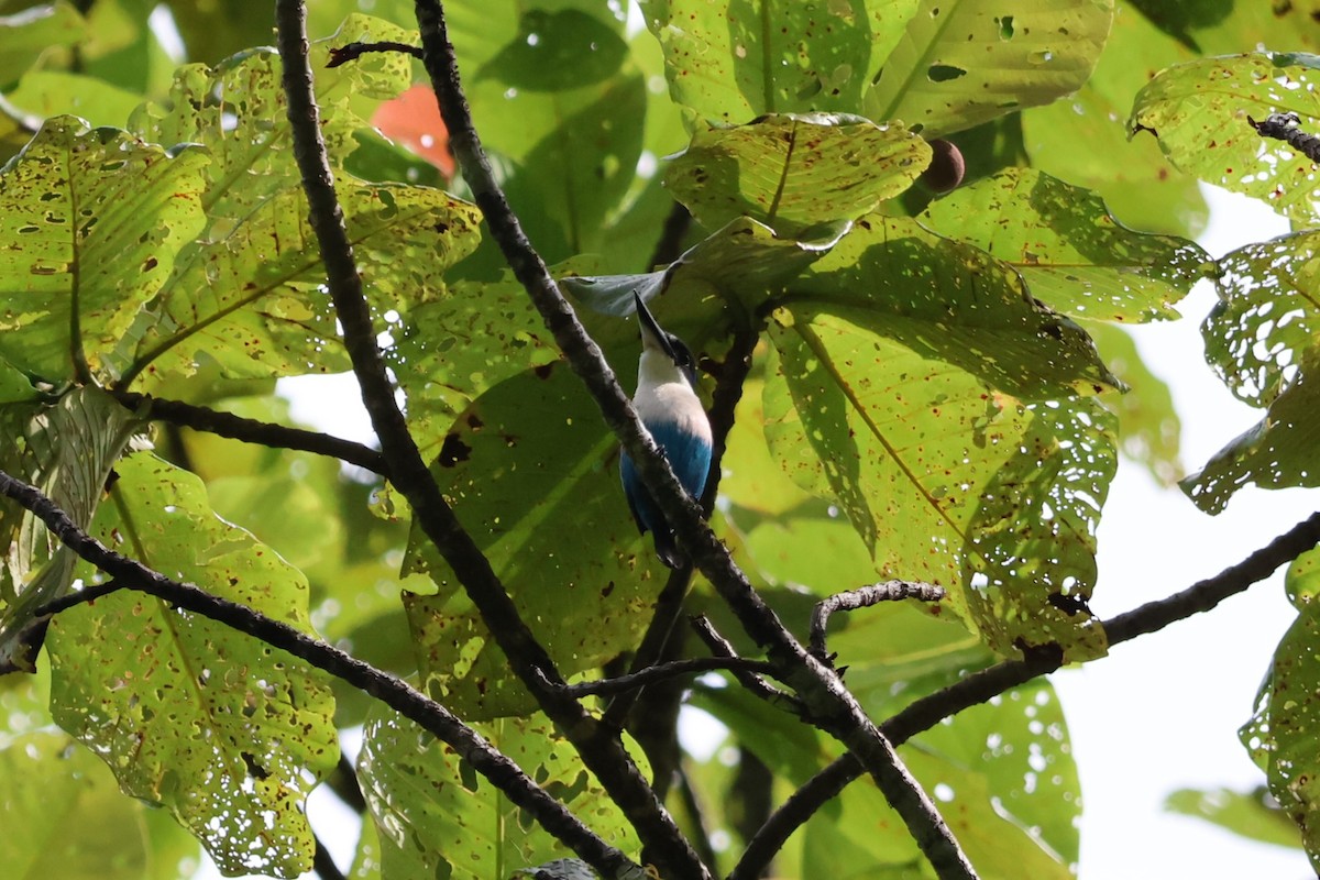 Lazuli Kingfisher - ML625754402