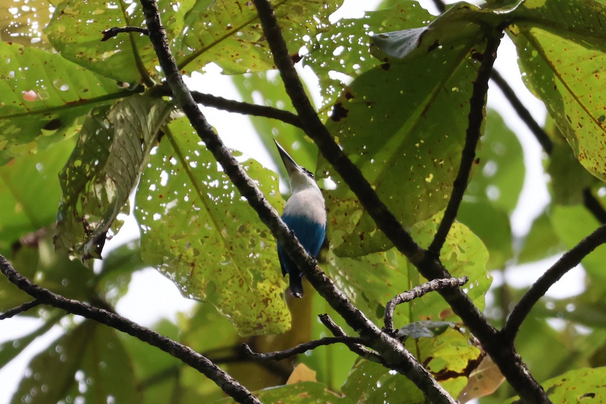 Lazuli Kingfisher - ML625754403