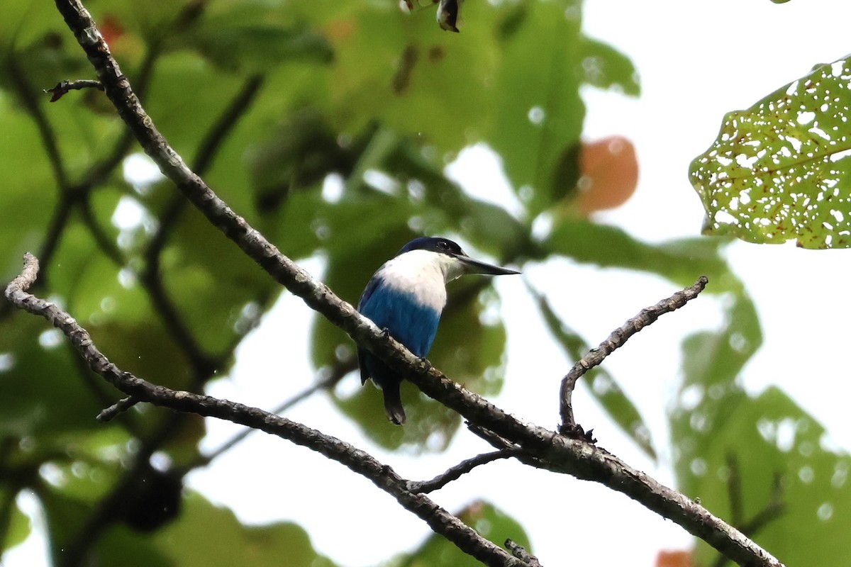 Lazuli Kingfisher - ML625754404