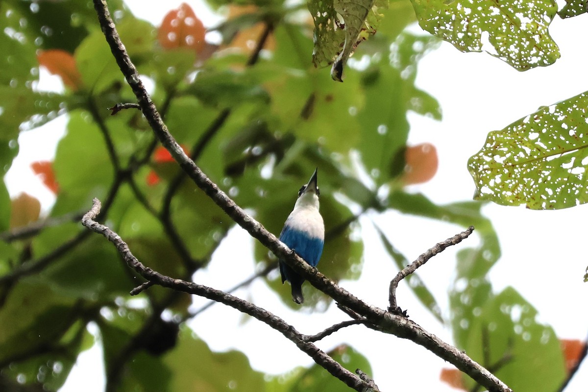 Lazuli Kingfisher - ML625754405