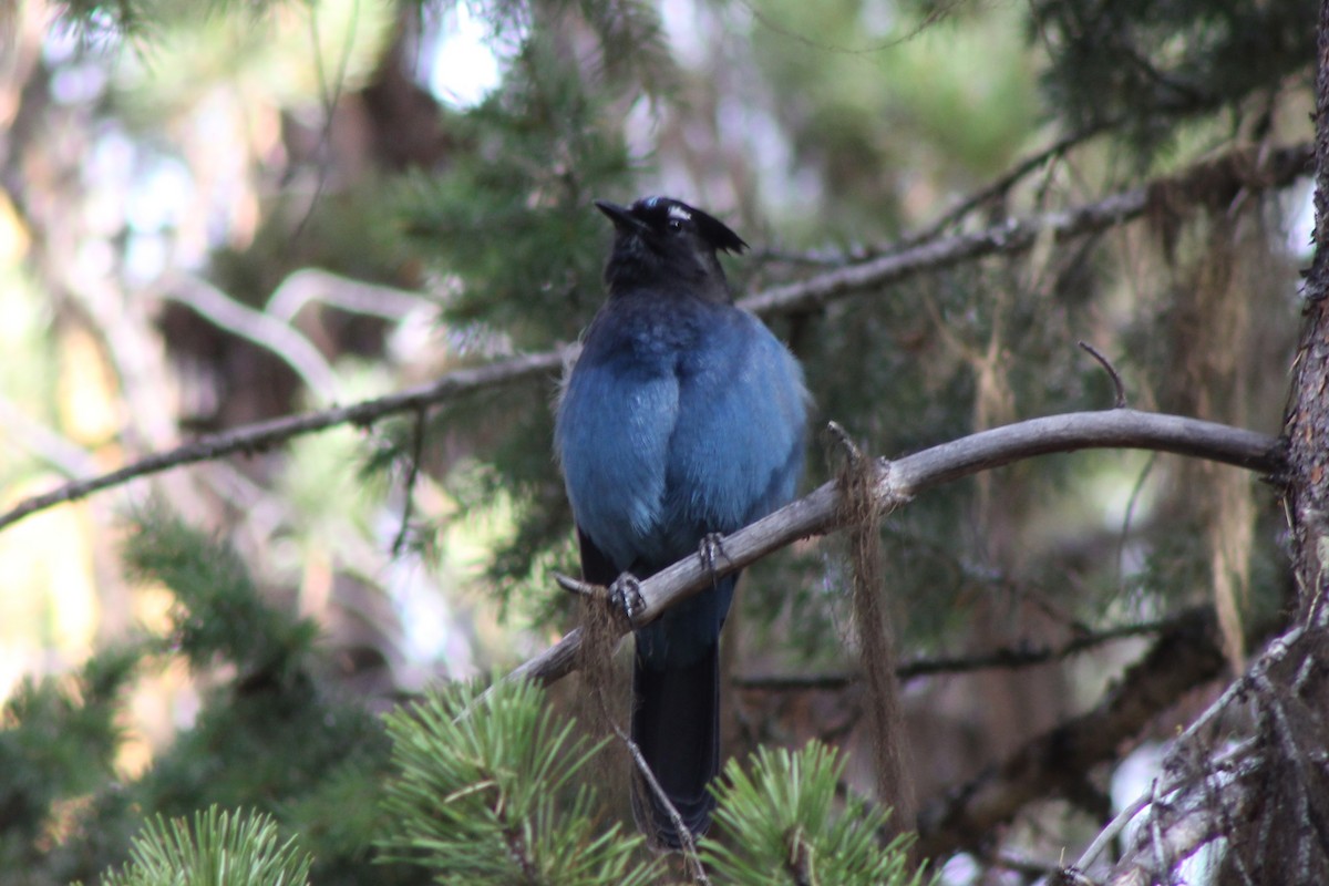 Steller's Jay - ML625754408
