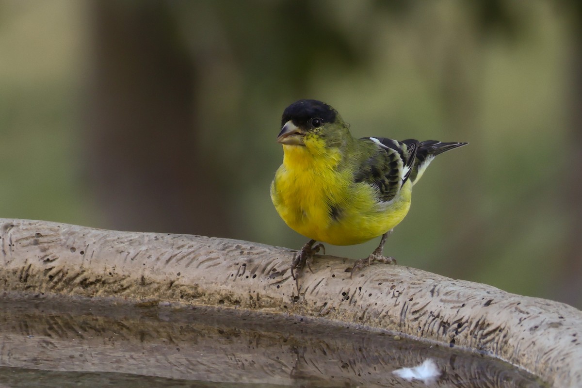 Lesser Goldfinch - ML625754677