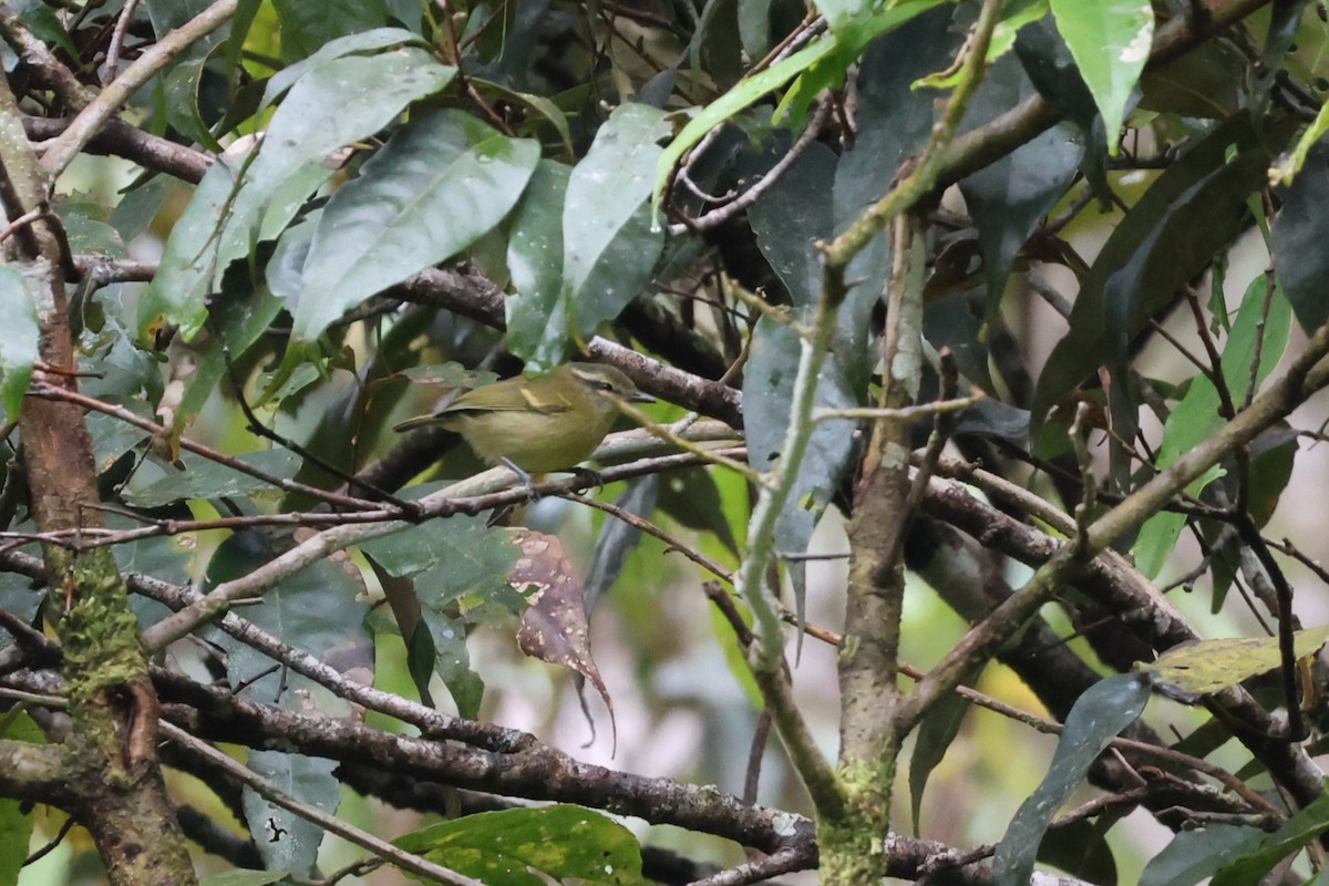 Island Leaf Warbler (Seram) - ML625754704