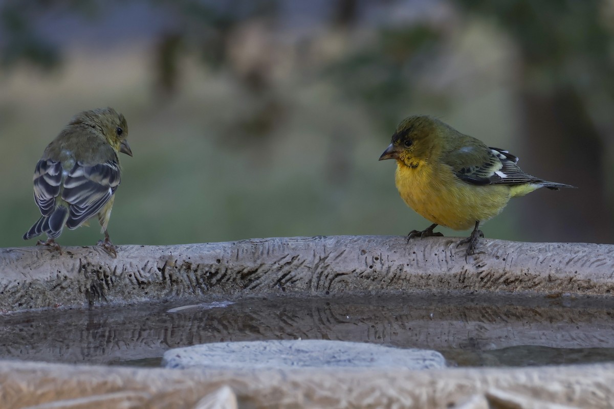 Lesser Goldfinch - ML625754751