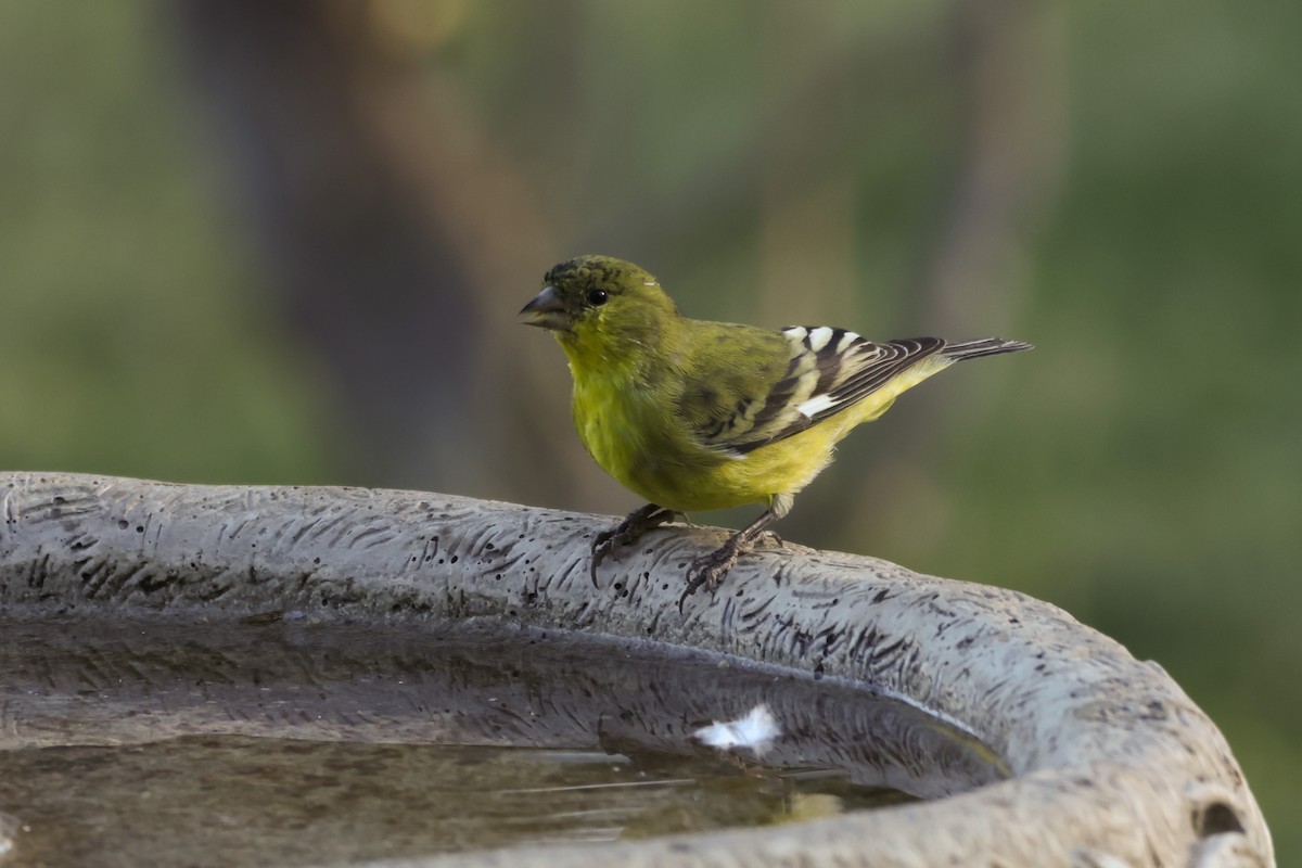 Lesser Goldfinch - ML625754752