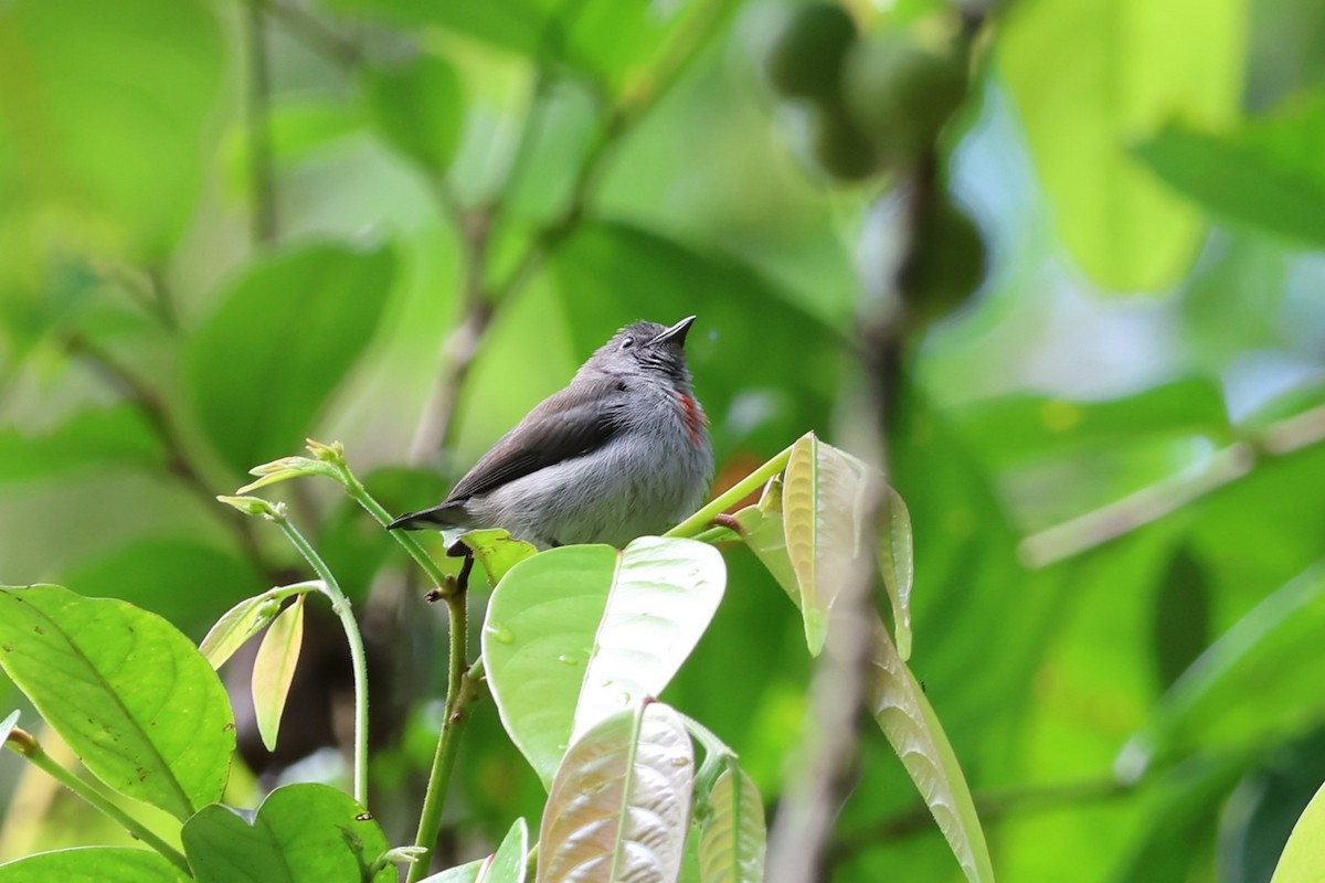 Ashy Flowerpecker - ML625754834