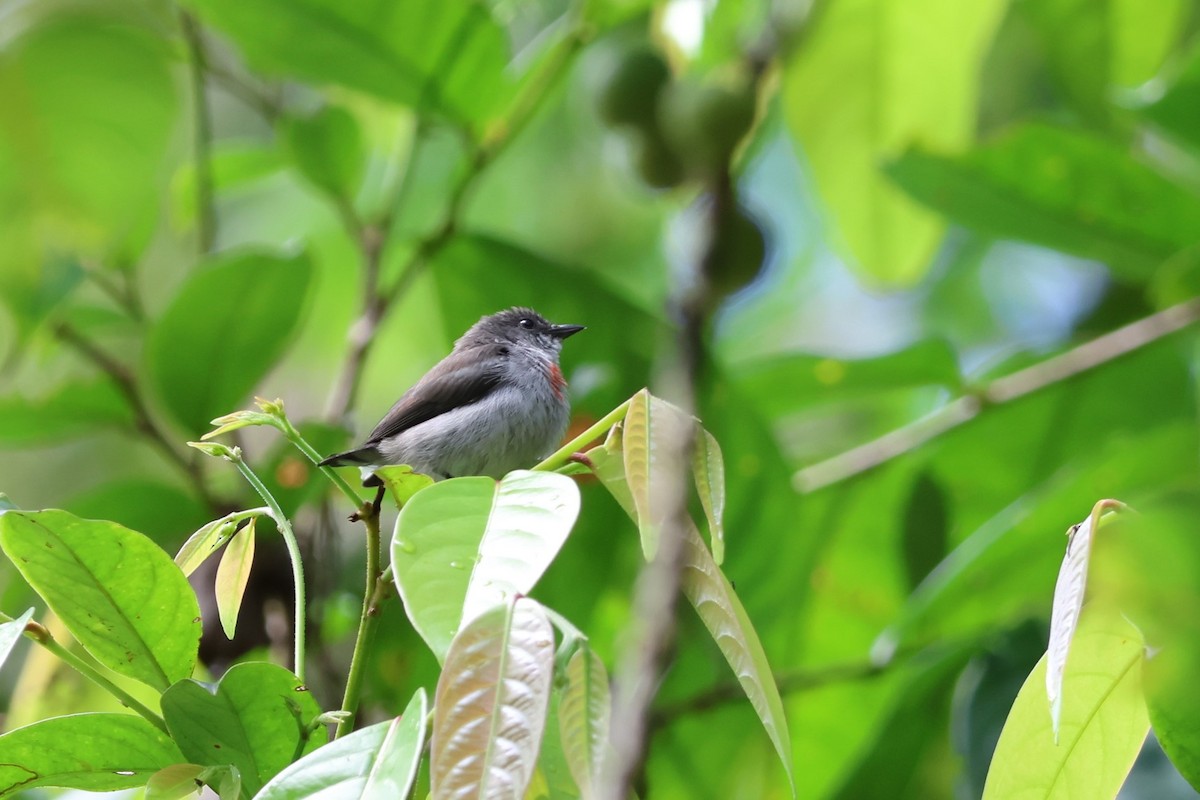 Ashy Flowerpecker - ML625754835