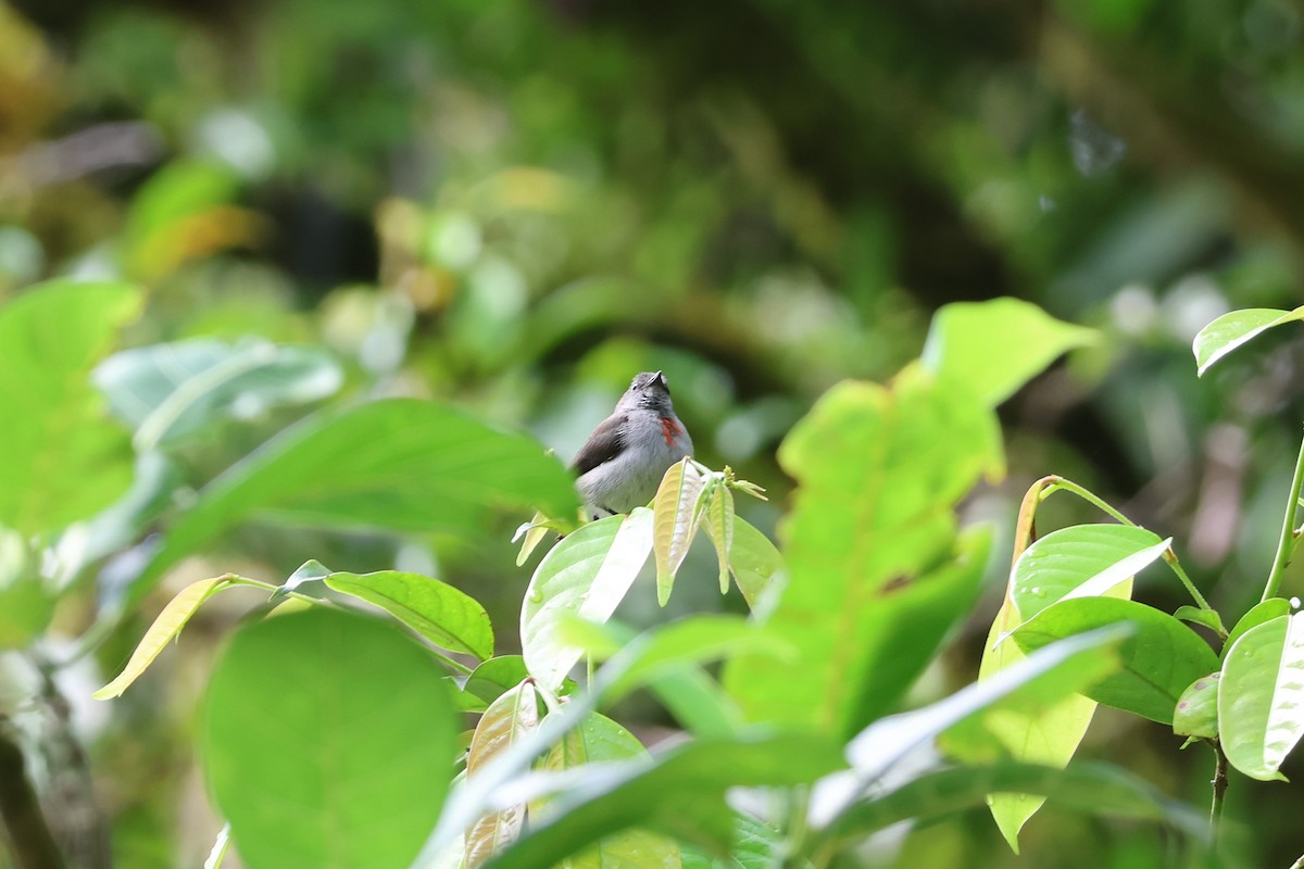 Ashy Flowerpecker - ML625754836