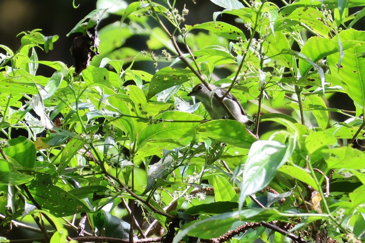Ashy Flowerpecker - ML625754924