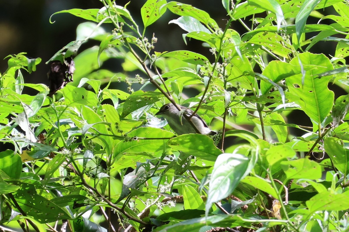 Ashy Flowerpecker - ML625754925
