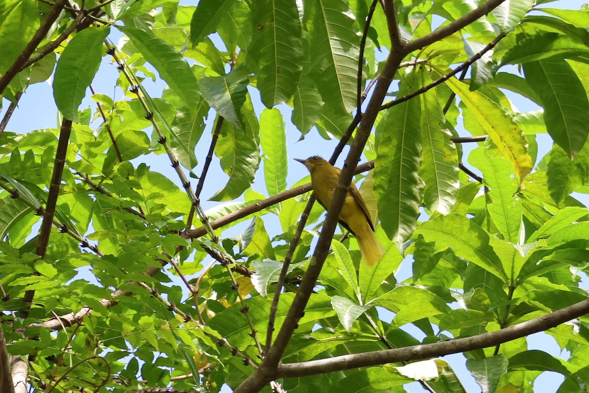 Seram Golden-Bulbul - ML625754960