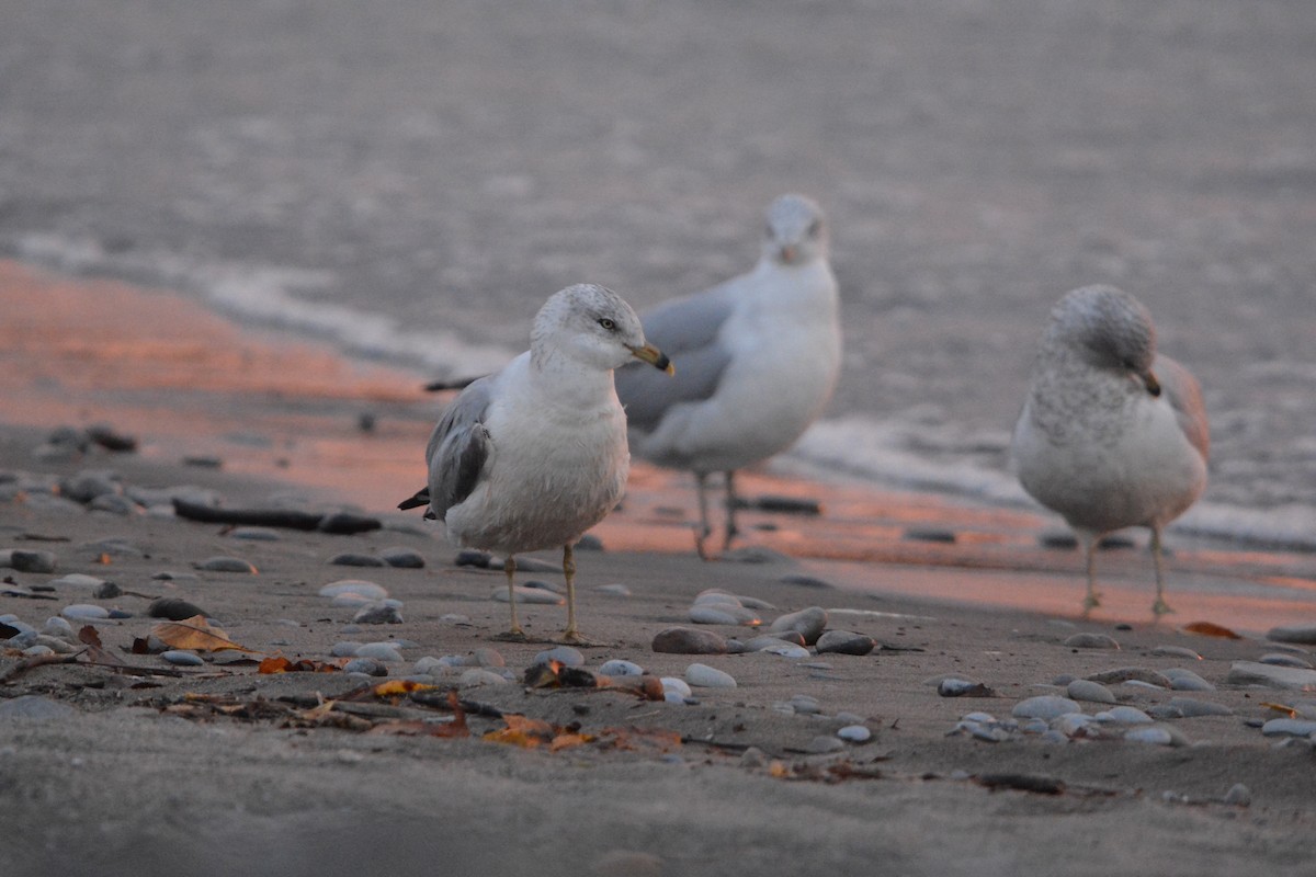 Ring-billed Gull - ML625755018