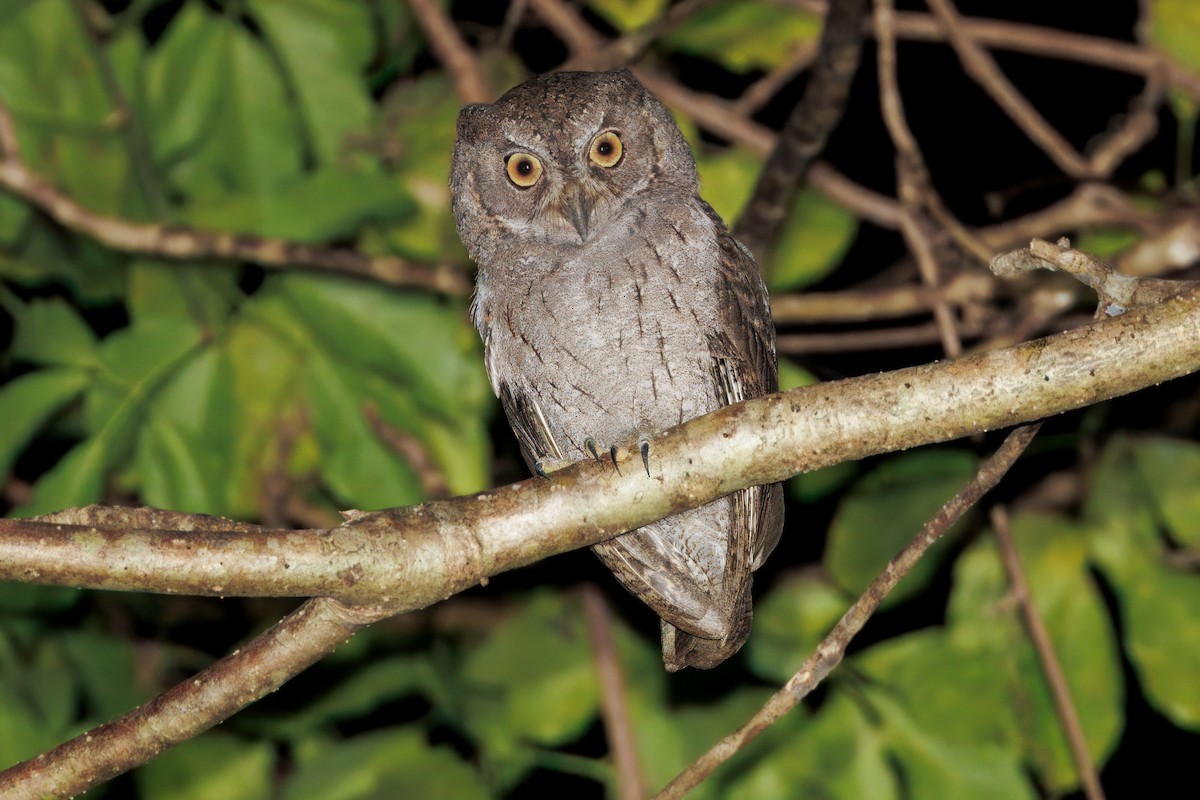 Moluccan Scops-Owl (Kalidupa) - ML625755030