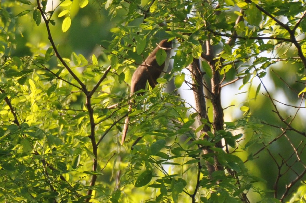 Black-billed Cuckoo - ML625755034