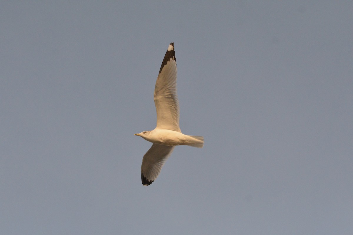 Ring-billed Gull - ML625755142