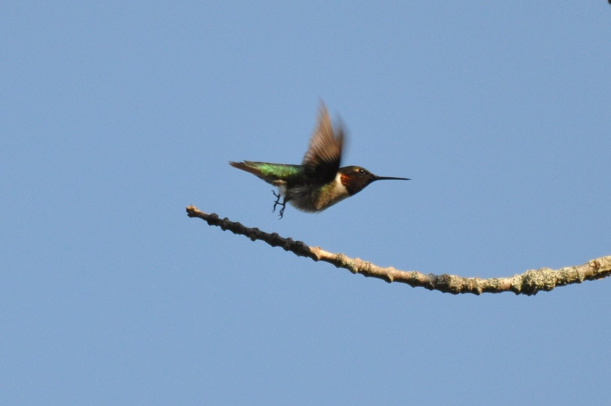 Ruby-throated Hummingbird - ML625755165