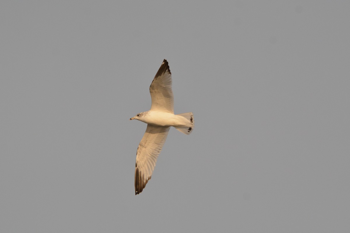 Ring-billed Gull - ML625755233