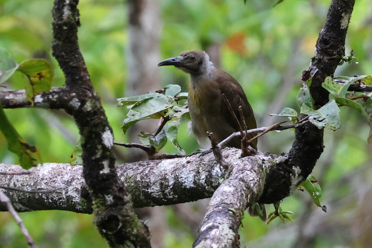 Seram Friarbird - ML625755348