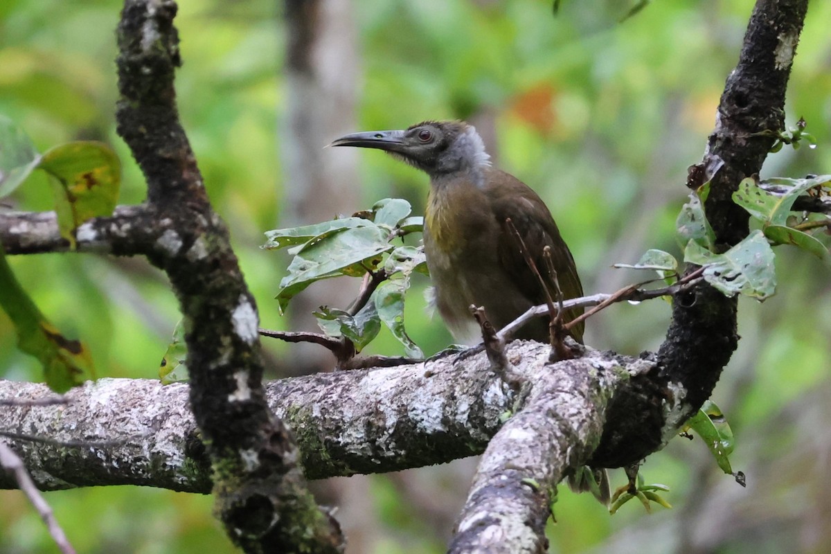Seram Friarbird - ML625755349