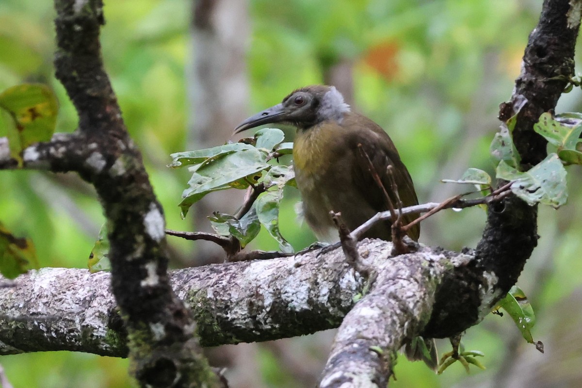 Seram Friarbird - ML625755350
