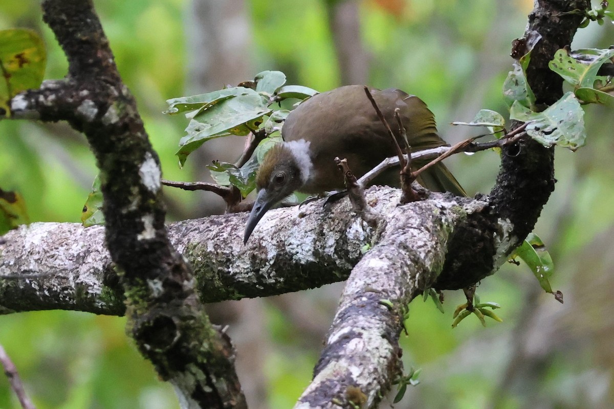 Seram Friarbird - ML625755351