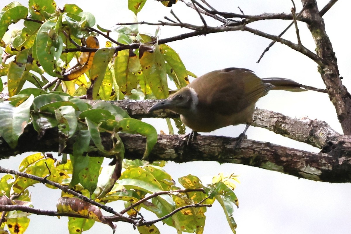 Seram Friarbird - ML625755352