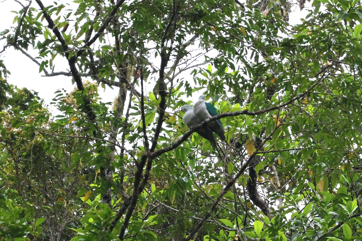 Seram Imperial-Pigeon - ML625755390