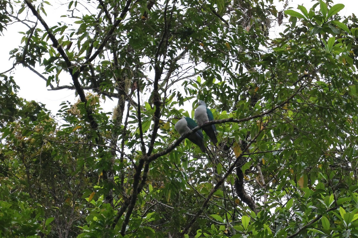 Seram Imperial-Pigeon - ML625755391