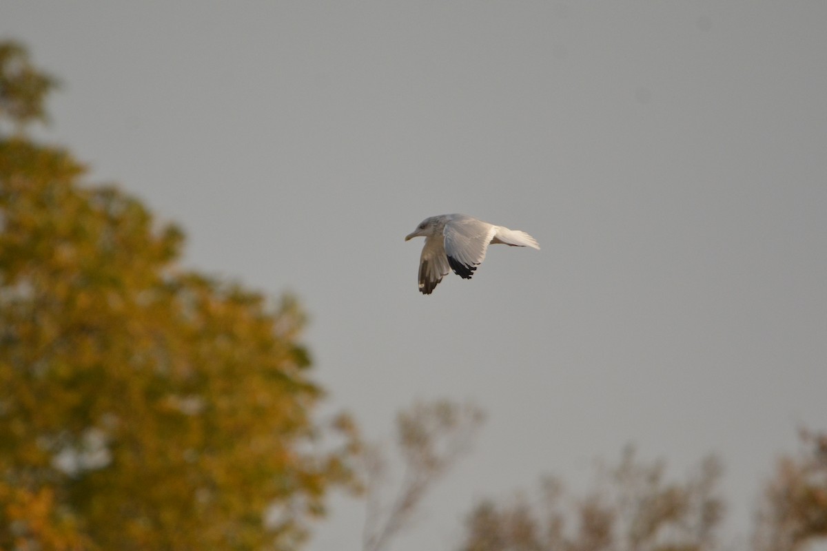 American Herring Gull - ML625755395
