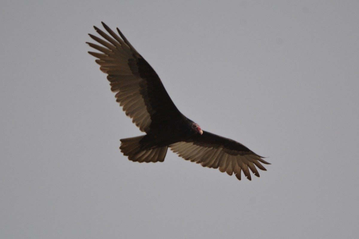 Turkey Vulture - ML625755432