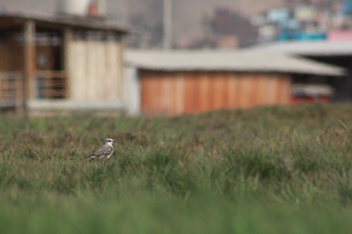 Scissor-tailed Flycatcher - ML625755463