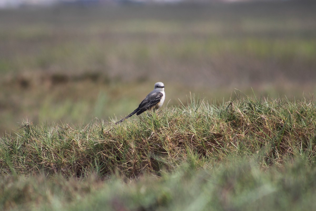 Scissor-tailed Flycatcher - ML625755477