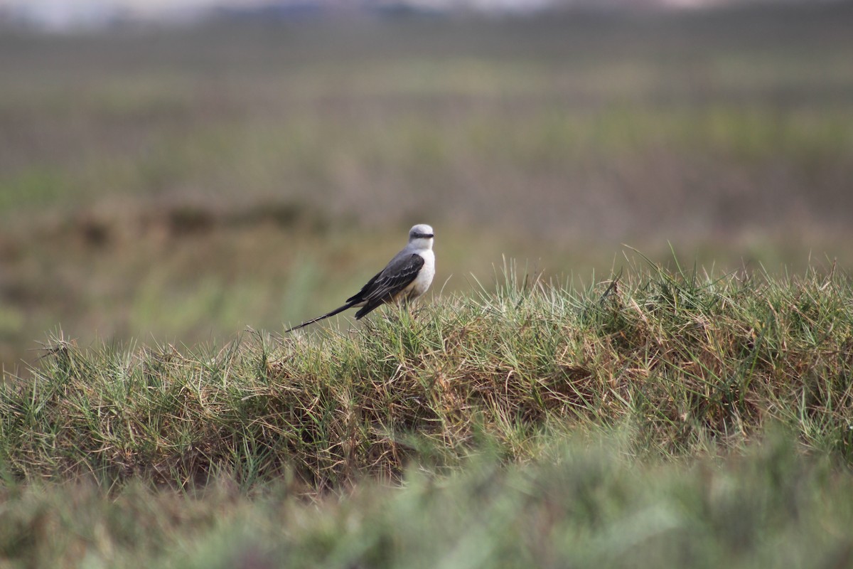 Scissor-tailed Flycatcher - ML625755490